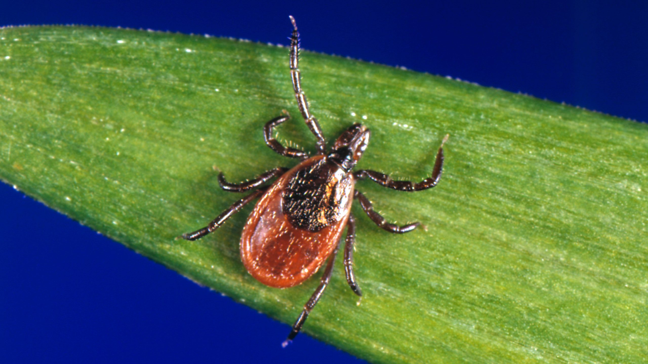Blacklegged tick reference image